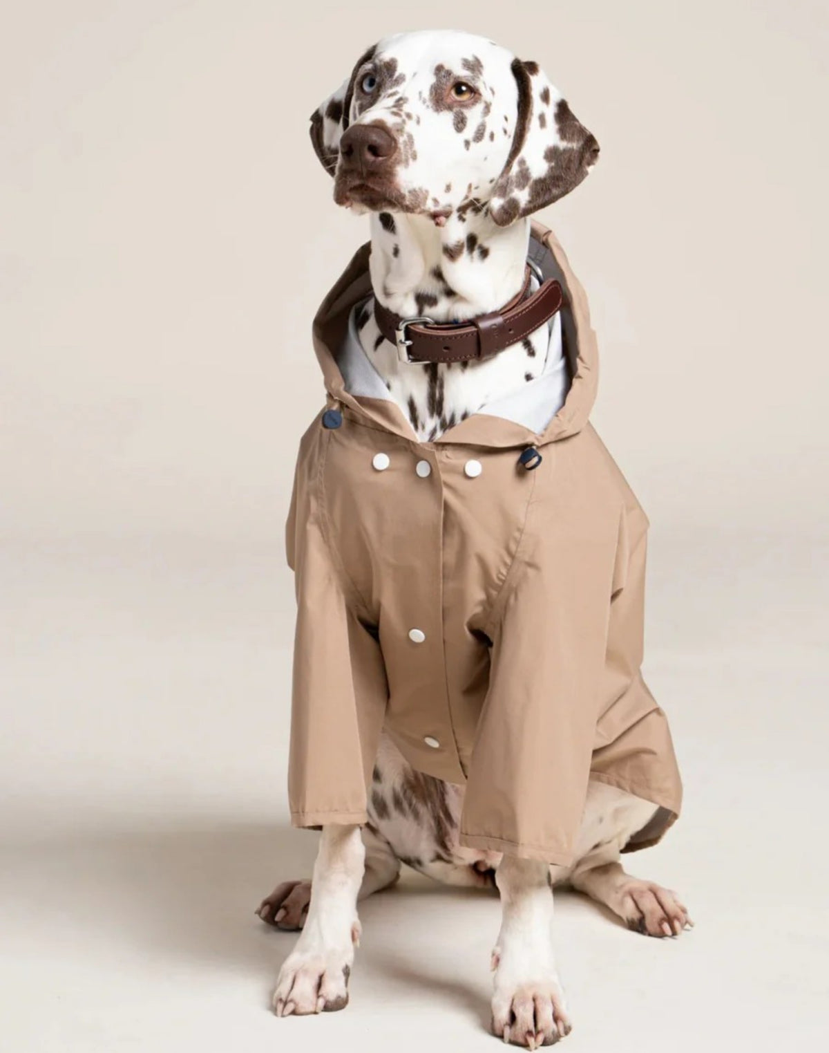 Dog Raincoat