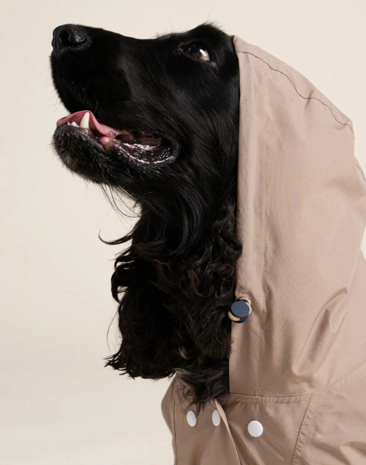 Dog Raincoat