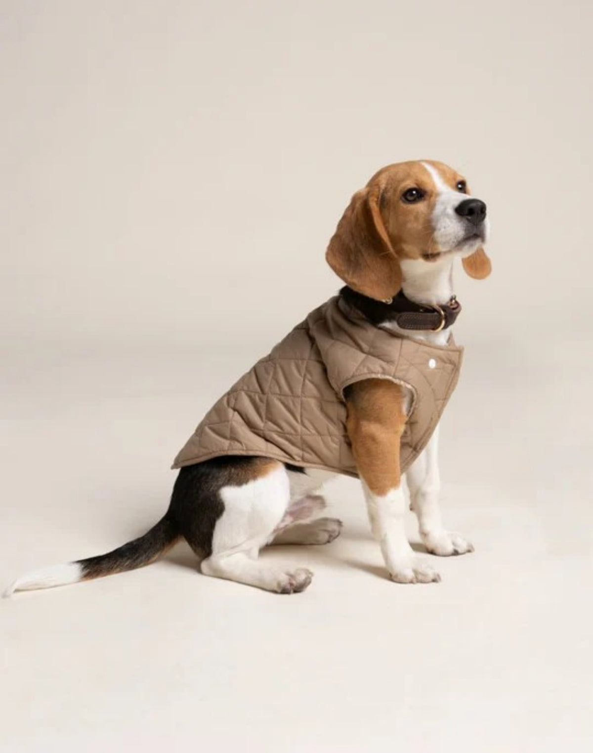 Dog Gilet Jacket